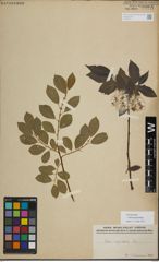 Foto von Salix myrsinifolia Salisb.